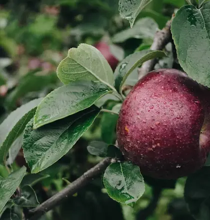 Fruit hanging from a tree