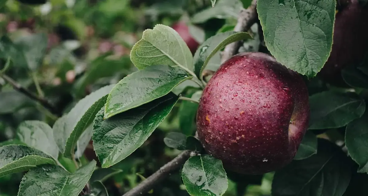 Fruit hanging from a tree