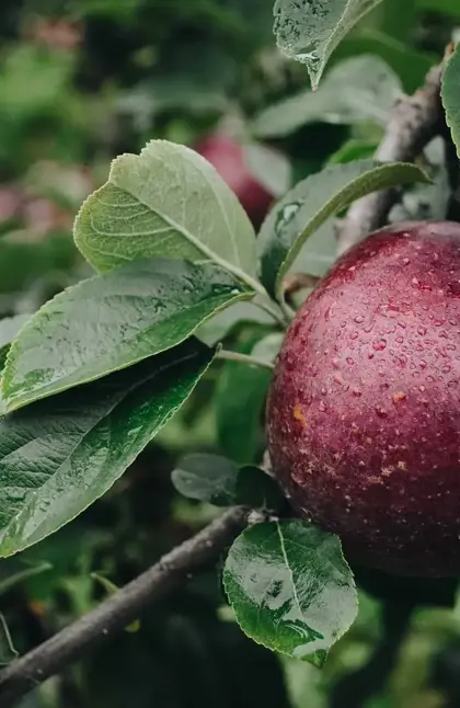 Fruit hanging from a tree