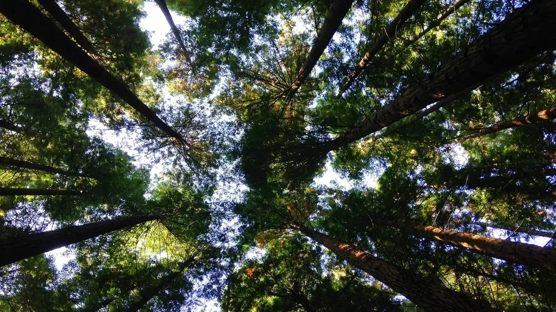 Forest with tall green trees