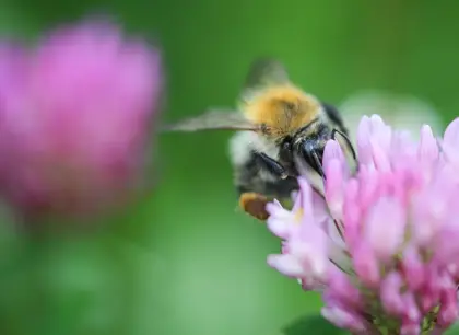 Bee on a flower