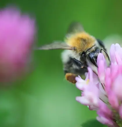 Bee on a flower