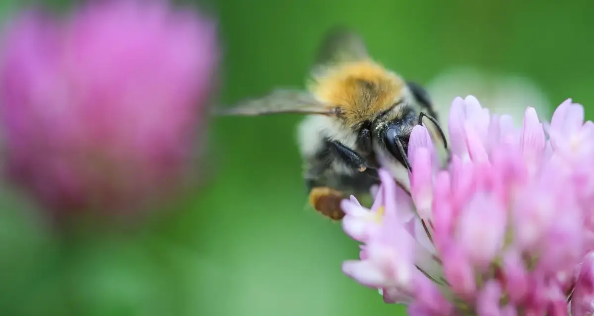 Bee on a flower